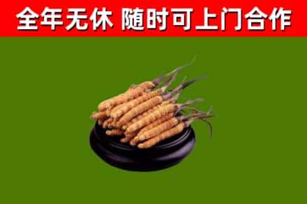 安阳县回收散虫草