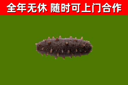 安阳县回收海参干